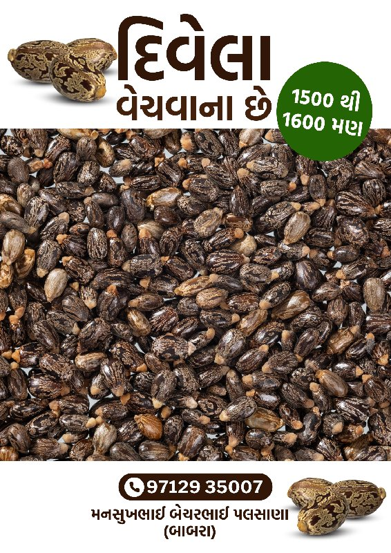 દિવેલા વેચવાના છે.