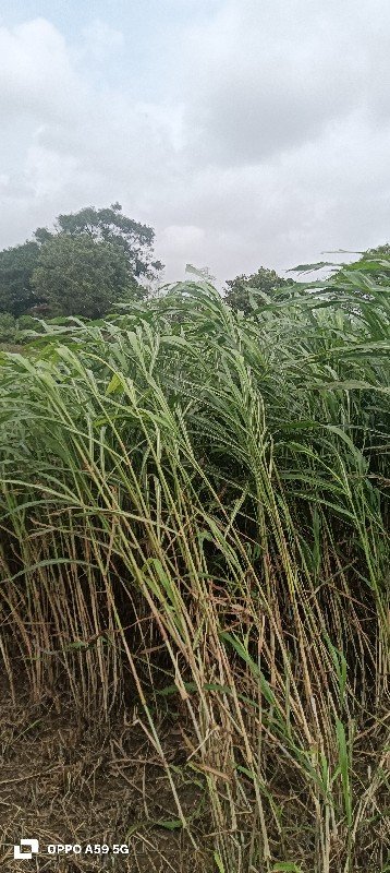લીલો ચારો વેચવાનો છે