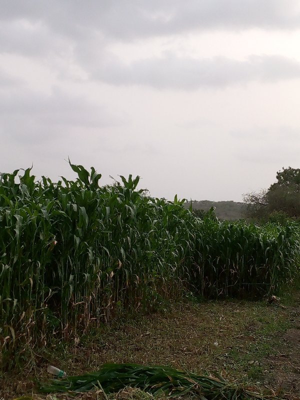 જાર લીલી