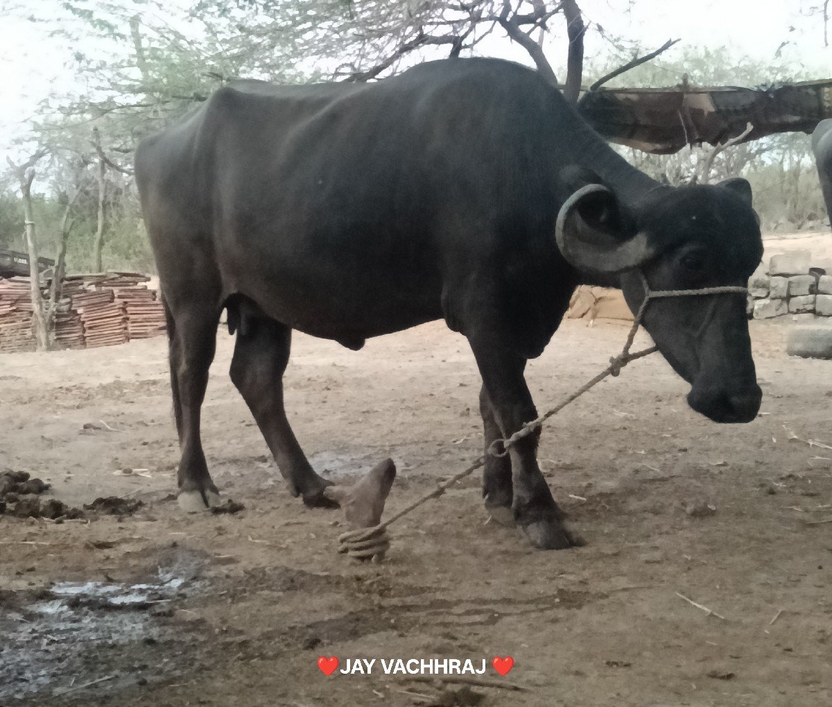 ભેંસ વેચવાની છે