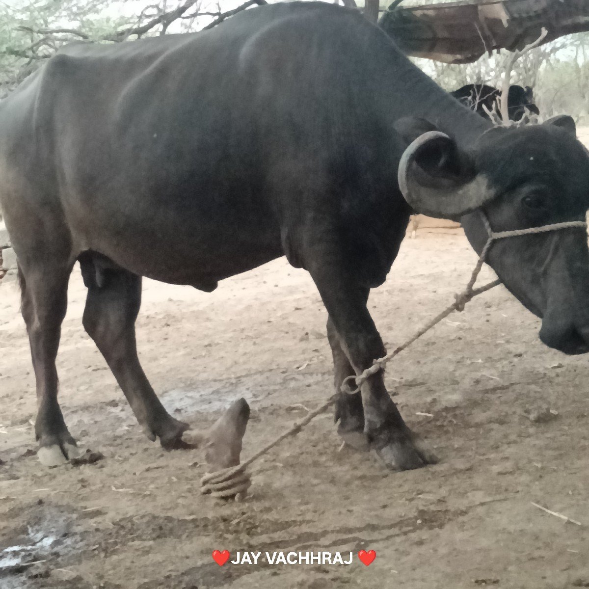 ભેંસ વેચવાની છે