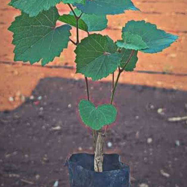 Grapes Plants