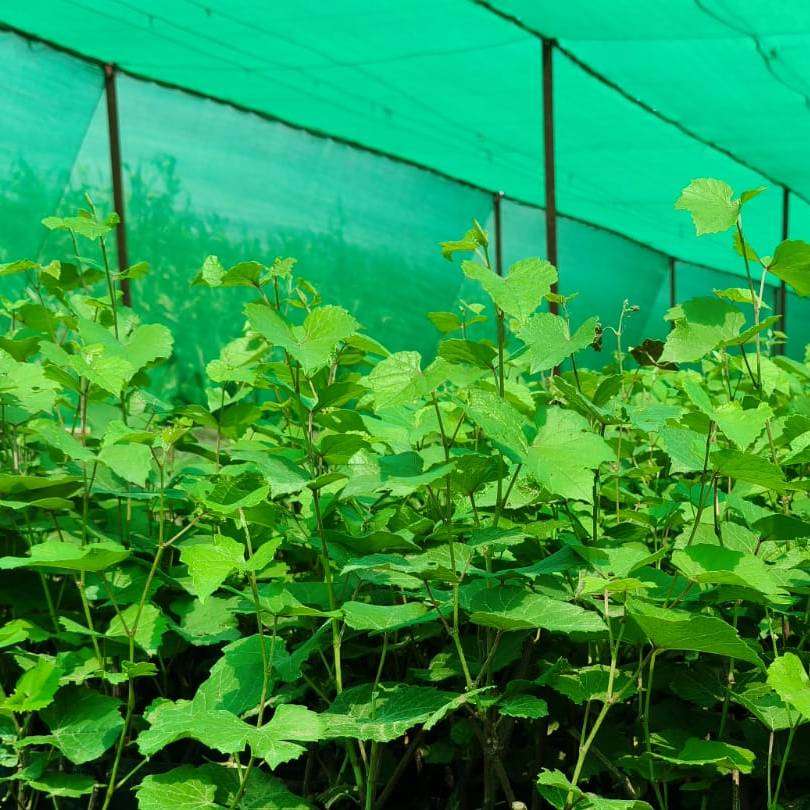 Grapes Plants