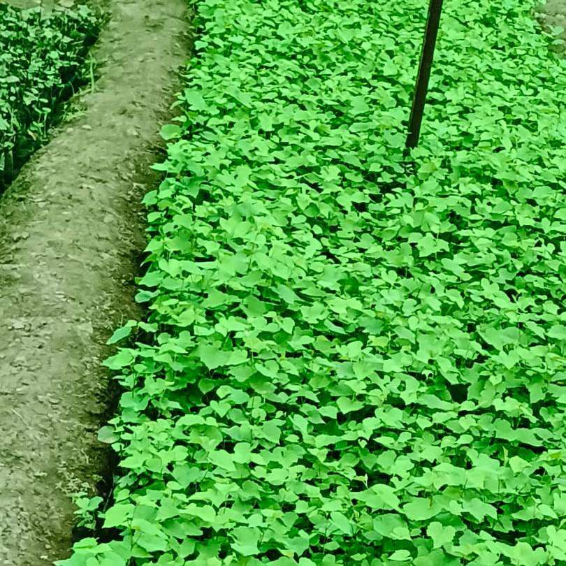 Grapes Plants