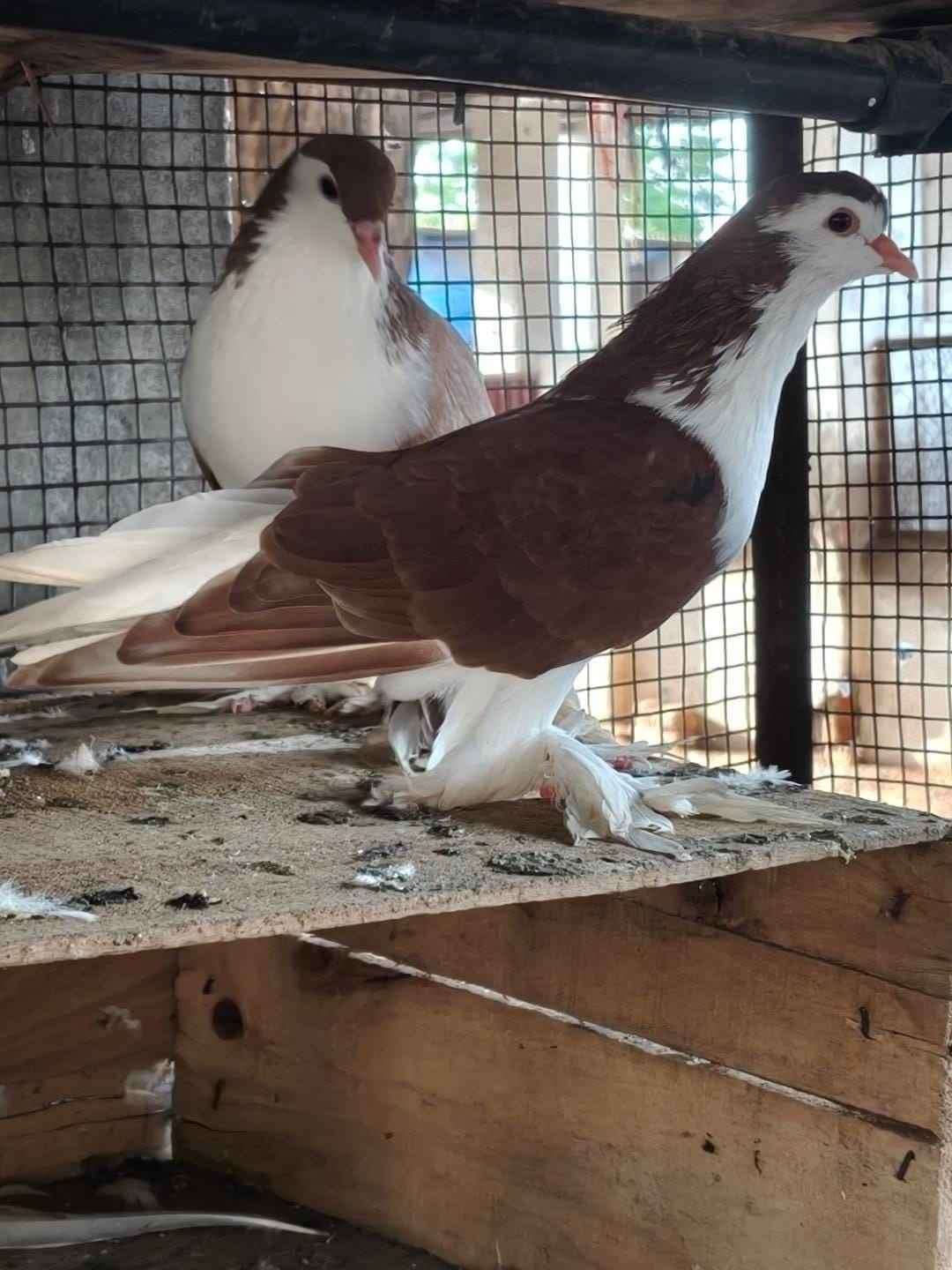 kabutar sell